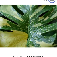 画像487